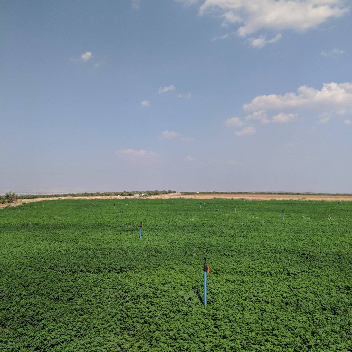Burlap & Barrel Euphrates Mint