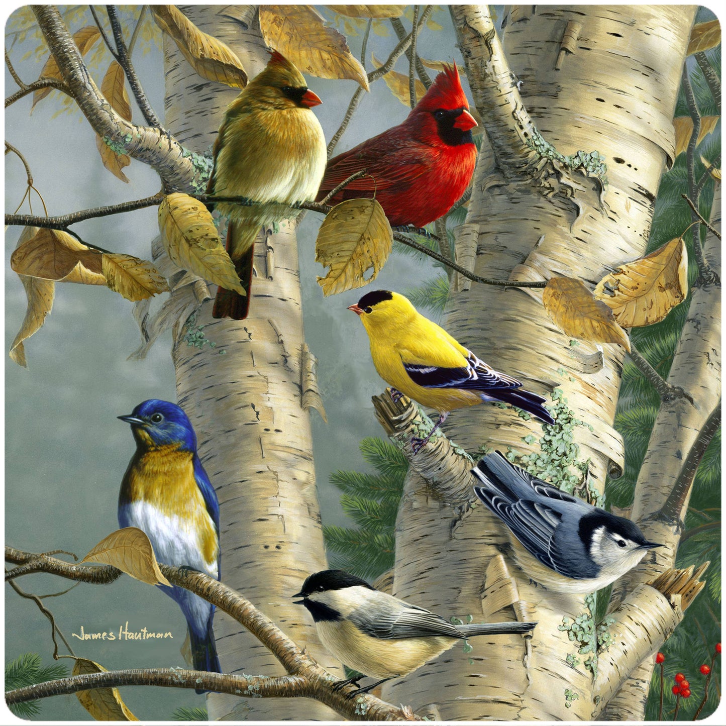 Songbird Favorites Jar Opener