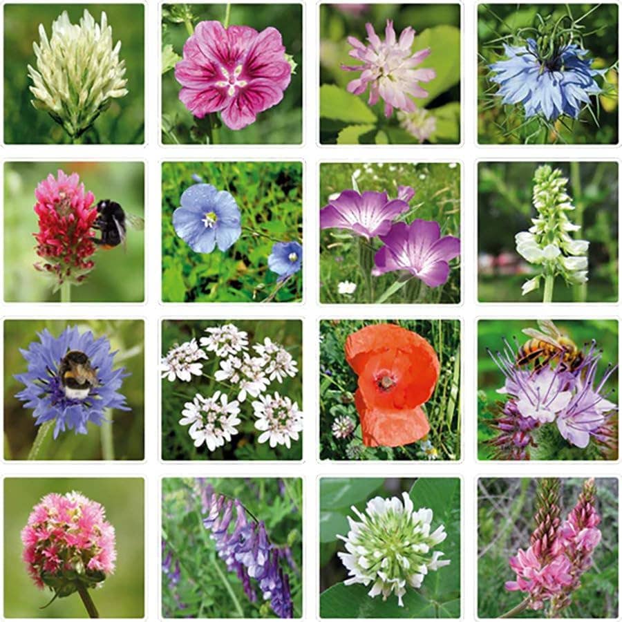 Blossombs Egg Box- Hello Spring, 8 Seed Bomb Balls