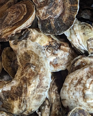 Oyster Shucking Class- Dec 27th