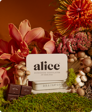 Alice Mushrooms Brainstorm Mushroom Chocolate for Focus