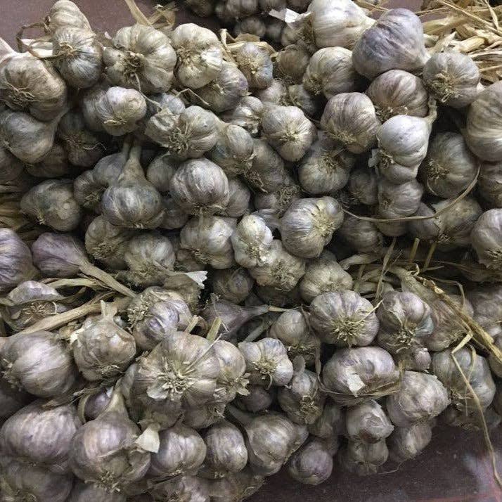 Burlap & Barrel Purple Stripe Garlic