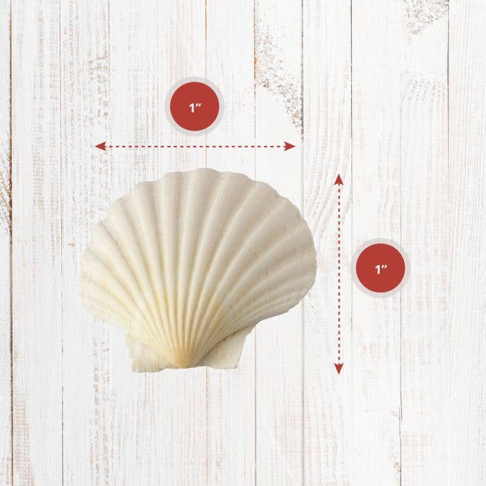 Maine Man Natural Baking Shells, Set of 4