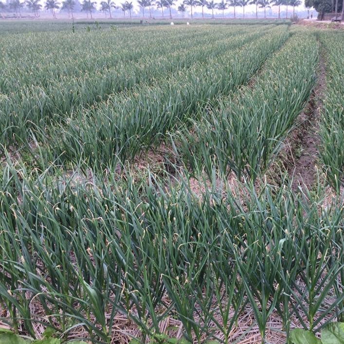 Burlap & Barrel Purple Stripe Garlic