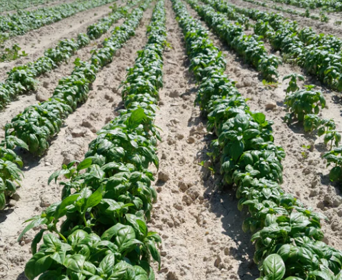 Burlap & Barrel Provençal Basil