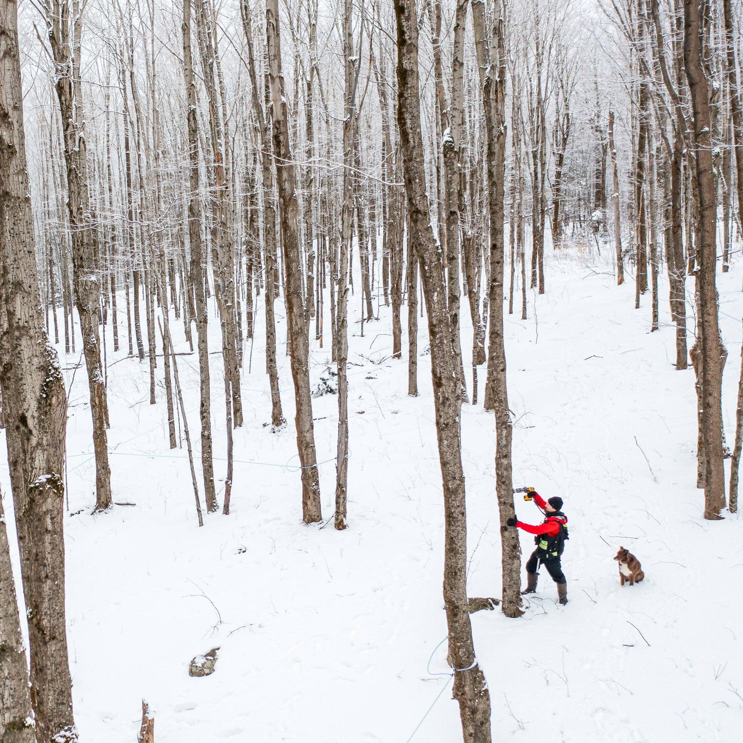Republic Of Vermont Organic Amber Maple Syrup