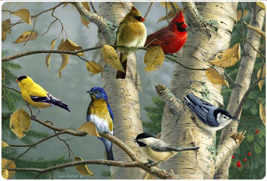 Songbird Favorites Jar Opener