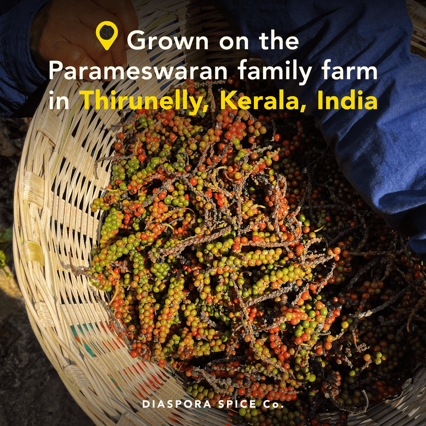 Diaspora Spice Co. - Aranya Black Pepper (Whole) - Single-Origin Spice