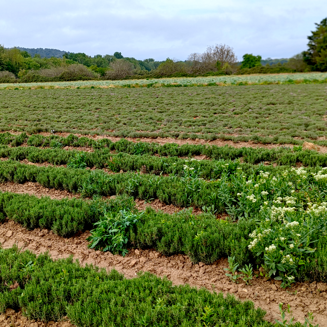 Burlap & Barrel Limestone Rosemary