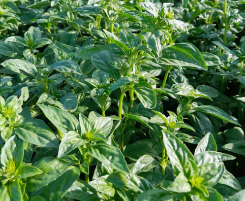 Burlap & Barrel Provençal Basil