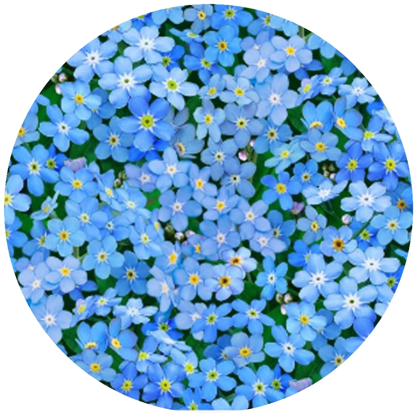 Forget Me Not Jar Opener