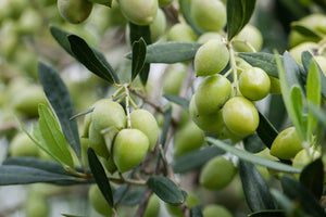 LIA Estate Extra Virgin Olive Oil