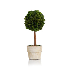 Mini Preserved Boxwood Topiary