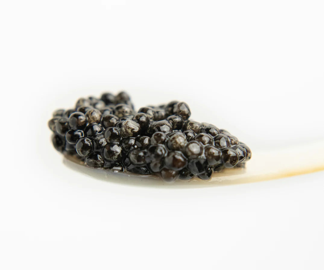 Island Creek White Sturgeon, Italy, 30g