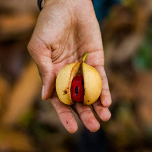 Burlap & Barrel - Grenada Gold Nutmeg - Single Origin Spice & Seasoning