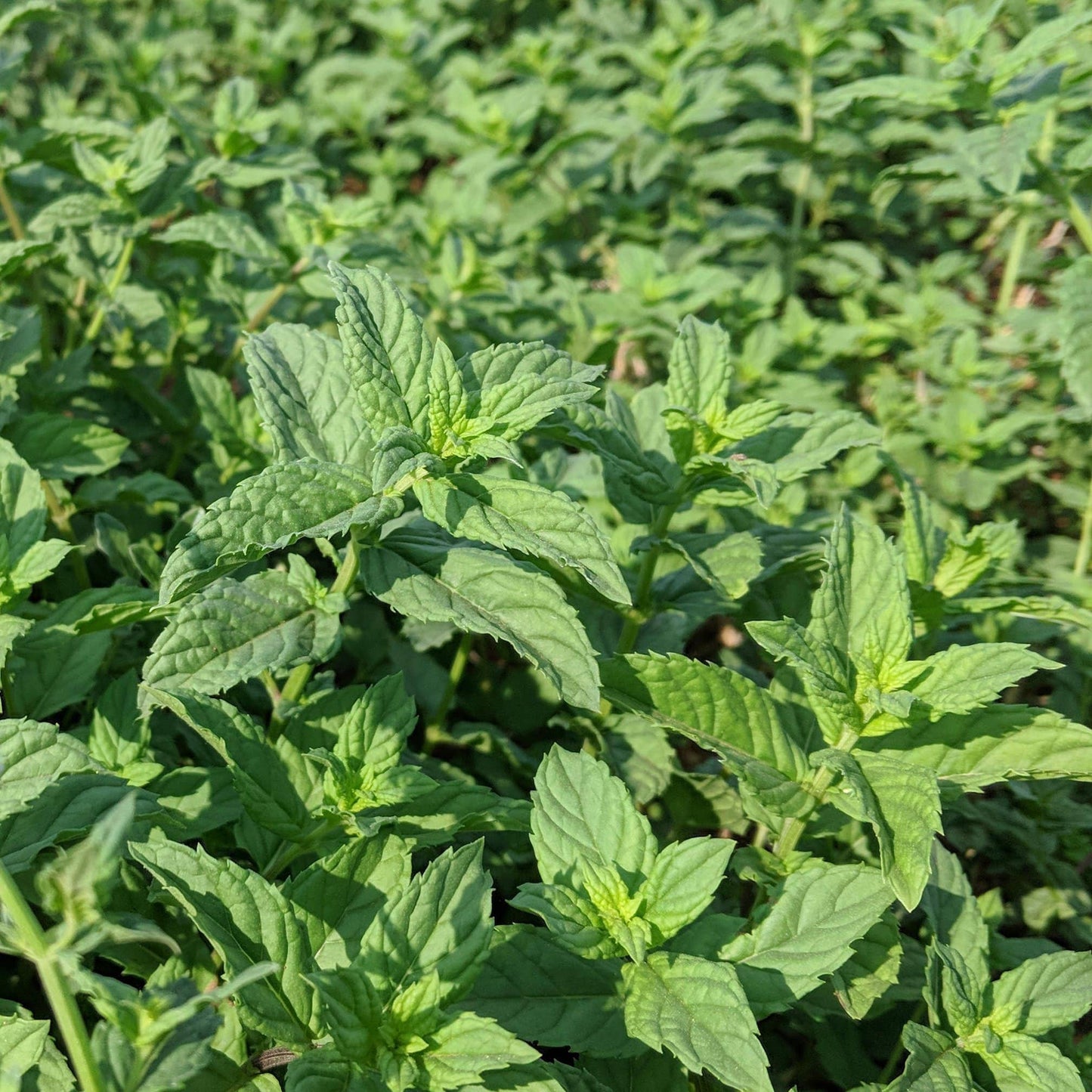Burlap & Barrel Euphrates Mint