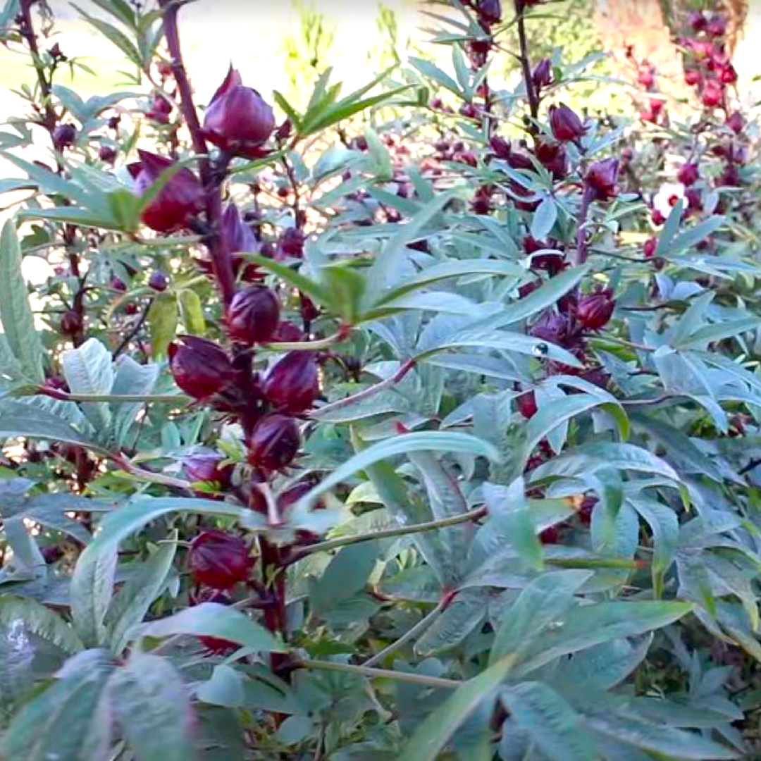 Burlap & Barrel Desert Hibiscus (Sorrel, Flor de Jamaica), 2.3oz