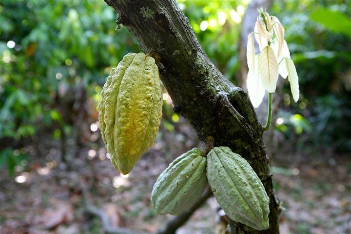 Dick Taylor Craft Chocolate 72% Madagascar, Sambirano Dark Chocolate